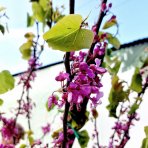 Judášovec strukový  (Cercis Siliquastrum), výška: 300-360 cm, obvod kmeňa 8/10cm, kont. C45L (-18°C) - NA KMIENKU